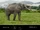 Stegodon