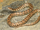 Churah Valley Kukri Snake