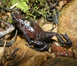 Atelopus mittermeieri Animal Database Fandom