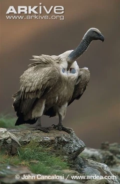 Cape-vulture-perched-on-rock