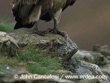 Cape Vulture