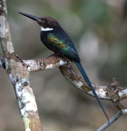 Galbula Animal Database Fandom