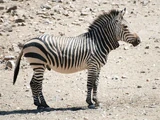 Hartmann's Mountain Zebra