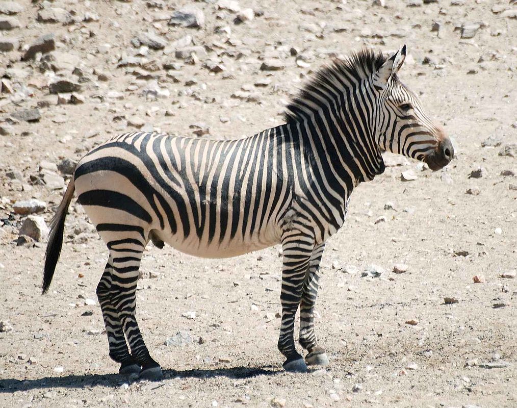 Hartmann's Mountain Zebra, Animal Database