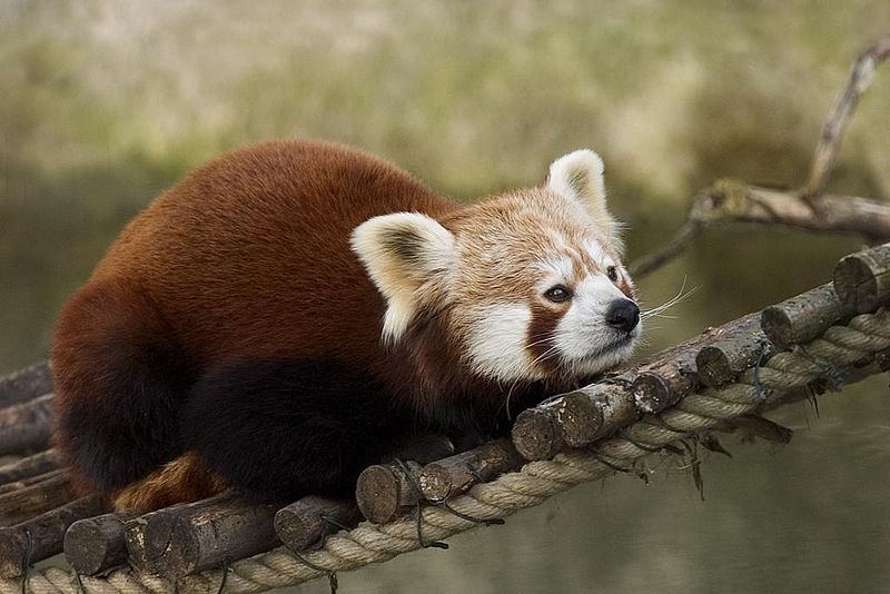 Is a Red Panda a Bear? And More Red Panda Facts  Smithsonian's National  Zoo and Conservation Biology Institute