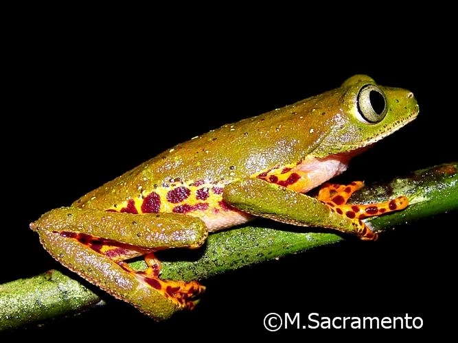 Phasmahyla cochranae Animal Database Fandom