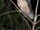 Taliabu Masked Owl