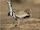 MacQueen's Bustard