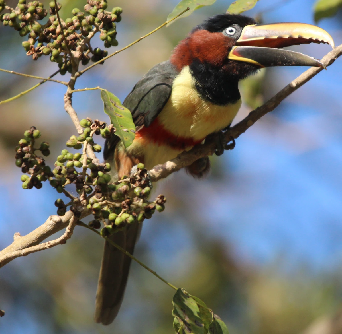 Chestnuteared Aracari Animal Database Fandom