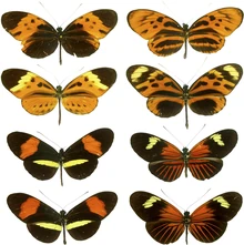 The butterfly genus Heliconiuscontains some species extremely difficult to tell apart.