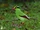 Bornean Green Magpie