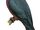 Chestnut-bellied Imperial Pigeon