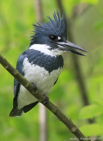 Belted Kingfisher, Animal Database