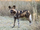 African Wild Dog