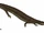 Aigialosaurus