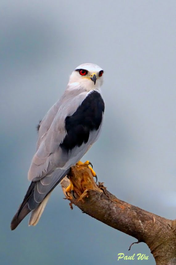 Black-shouldered Kite | Animal Database | Fandom