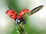 Ladybug