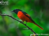 Scarlet Minivet