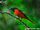 Scarlet Minivet