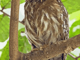 Luzon Hawk-owl