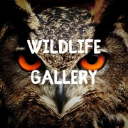 Wildlife Gallery Halloween