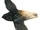Short-tailed Swift