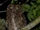 Mayotte Scops Owl