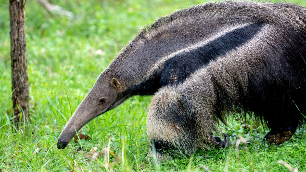 Where do anteaters live? Depends on how you define 'anteater