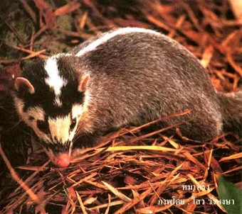 ferret badger