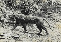 Javan Tiger at Ujung Kulon National Park in 1938.png