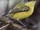 Maracaibo Tody-flycatcher