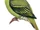 Timor Green Pigeon