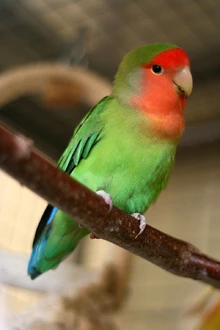 800px-Agapornis roseicollis -Peach-faced Lovebird pet on perch