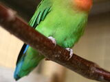 Rosy-faced Lovebird