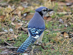 Blue Jay - Description, Habitat, Image, Diet, and Interesting Facts