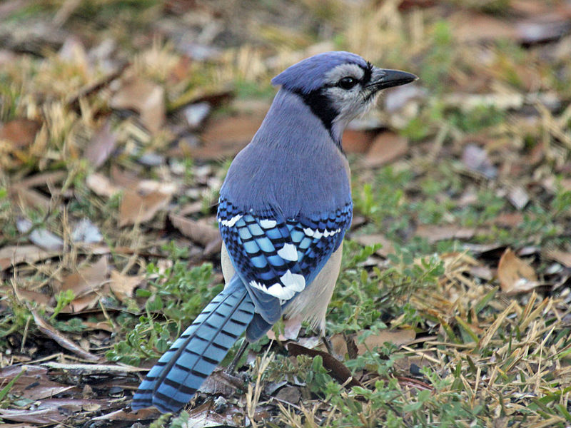 Blue Jay - Facts, Diet, Habitat & Pictures on