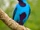 Blue Cotinga
