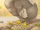 Dodo