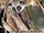 Furry-eared Dwarf Lemur