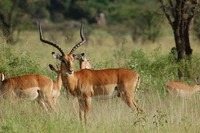 Group of Impala