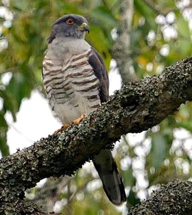 Hawk African cuckoo ANP PerH 2013 07
