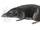 Lesser Large-headed Shrew