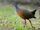 Grey-necked Wood Rail