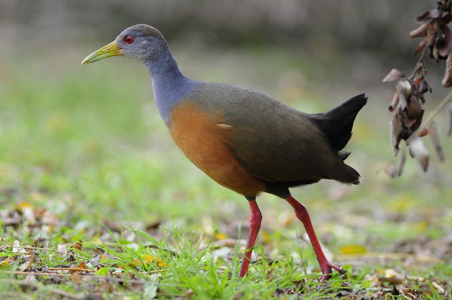 Grey-necked Wood Rail.