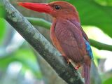 Ruddy Kingfisher