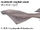 Hooktooth Dogfish