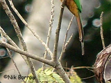 Black-headed Bee-eater