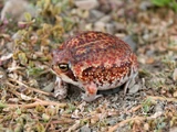 Common Rain Frog