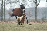 Size varies greatly among horse breeds, as with this full-sized horse and small pony