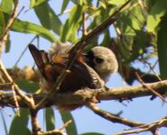 Adult preening